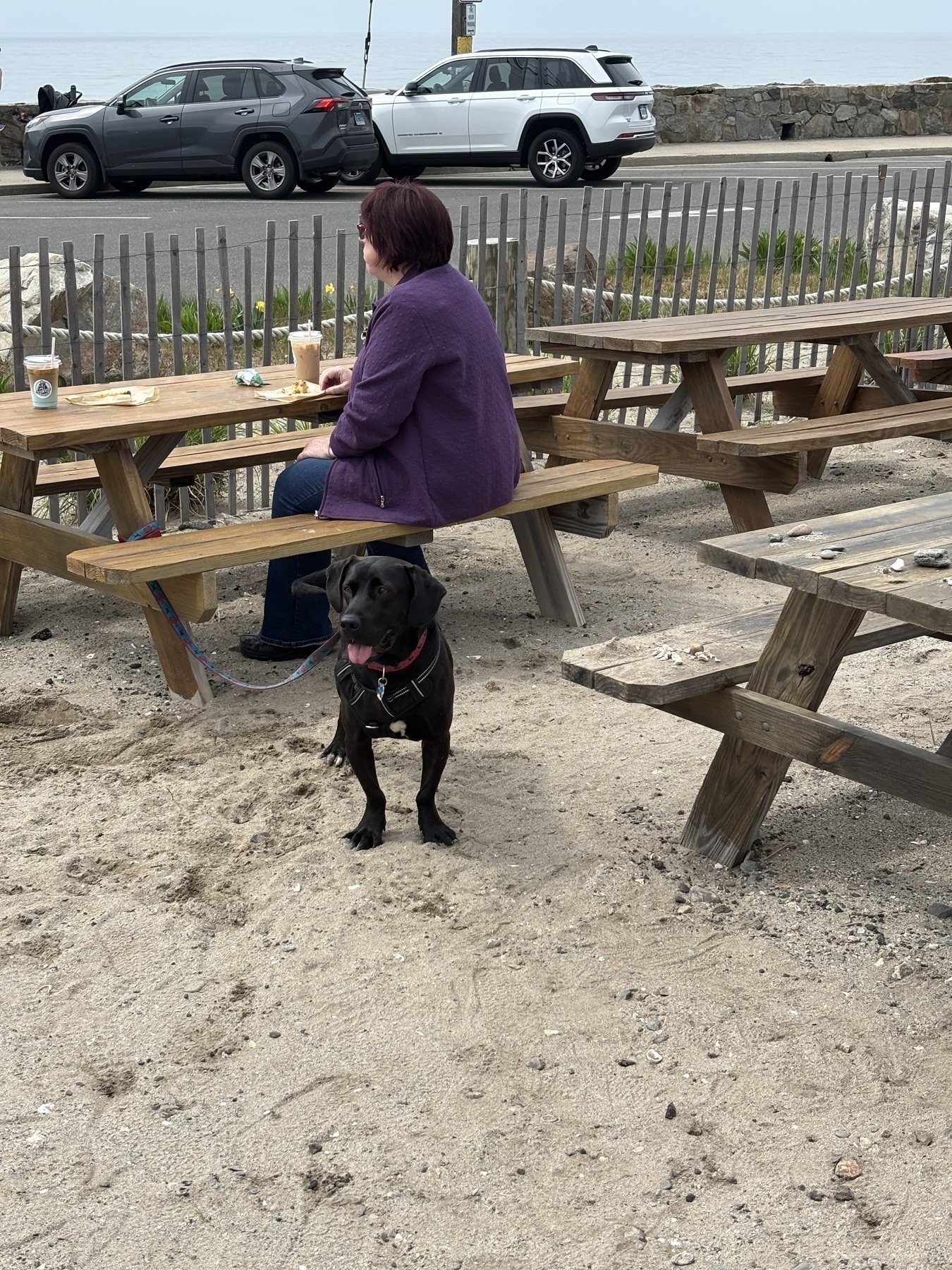 A woman with reddish hair and a purple cardigan sits at a picnic table on sandy ground drinking a latte. A black lab in front of her looks expectantly at the camera. In the background is a grey picket fence and behind that is the sea wall. 