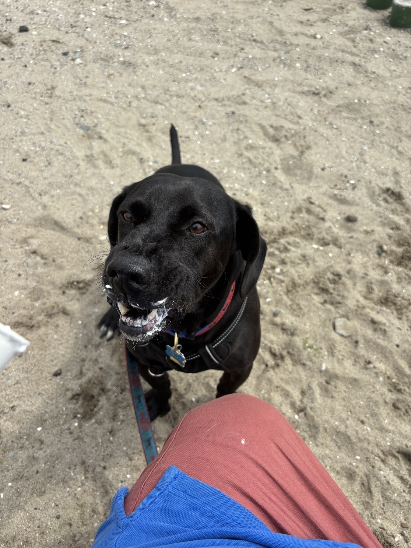 The same black lab sits after finishing the pup cup. His mouth is slightly open and there is whipped cream all over it. 