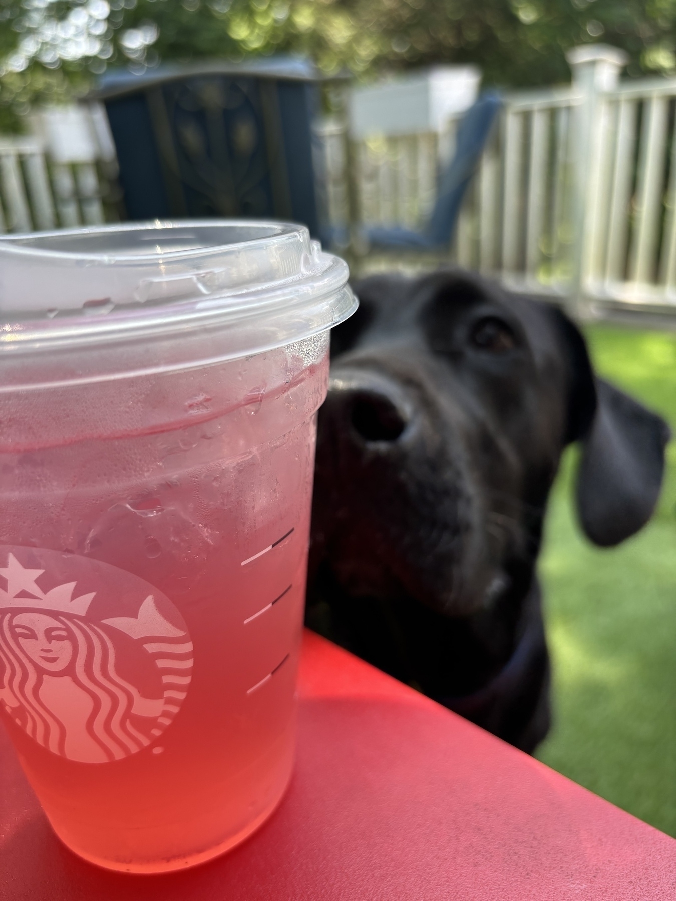 A Starbucks strawberry açaí with peach juice sits on the armrest of a chair. A black Labrador retriever sits looking longingly at it. 