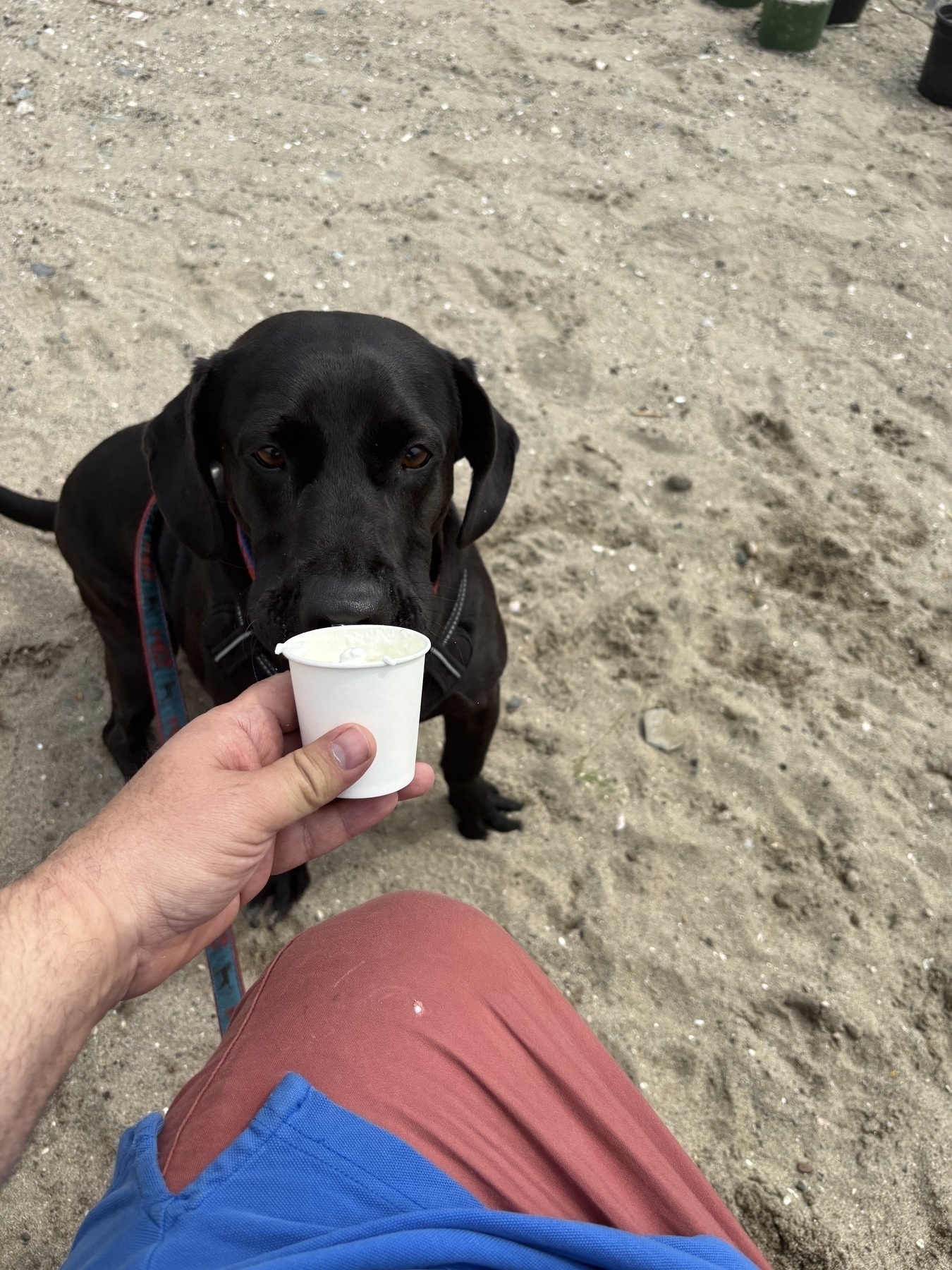 A black lab sits in front of a seated man wearing reddish shorts and holding a pup cup. The dog is ready to dive in. 